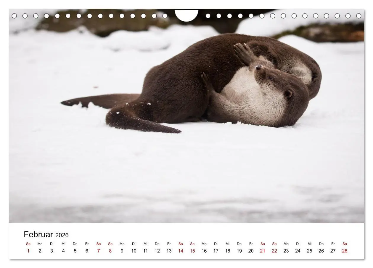 Bild: 9783457864166 | Otter - Jäger an Flüssen und Seen (Wandkalender 2026 DIN A4 quer),...