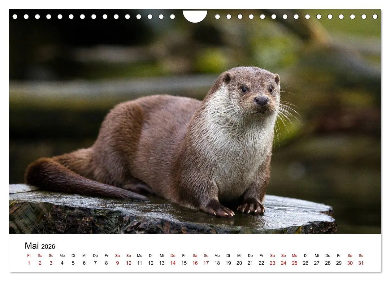 Bild: 9783457864166 | Otter - Jäger an Flüssen und Seen (Wandkalender 2026 DIN A4 quer),...