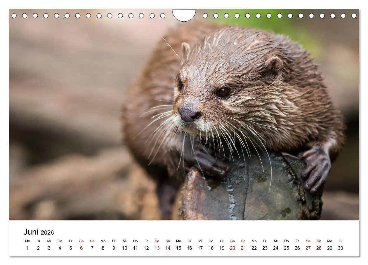 Bild: 9783457864166 | Otter - Jäger an Flüssen und Seen (Wandkalender 2026 DIN A4 quer),...