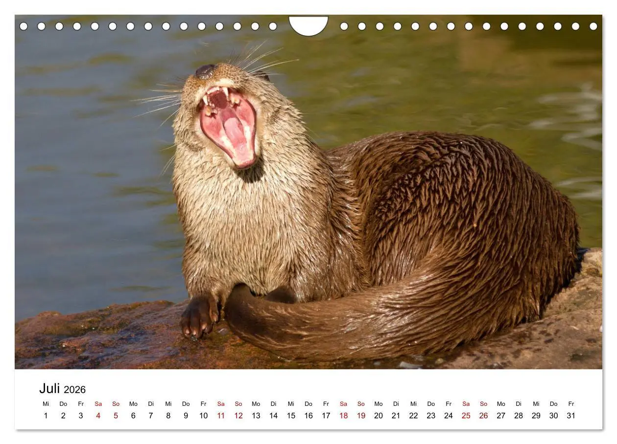 Bild: 9783457864166 | Otter - Jäger an Flüssen und Seen (Wandkalender 2026 DIN A4 quer),...