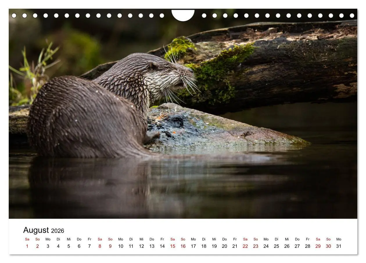 Bild: 9783457864166 | Otter - Jäger an Flüssen und Seen (Wandkalender 2026 DIN A4 quer),...