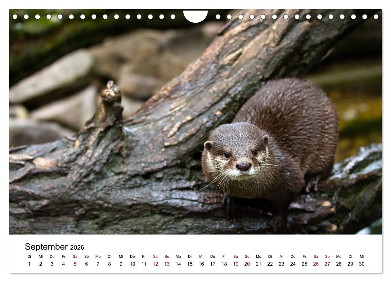Bild: 9783457864166 | Otter - Jäger an Flüssen und Seen (Wandkalender 2026 DIN A4 quer),...