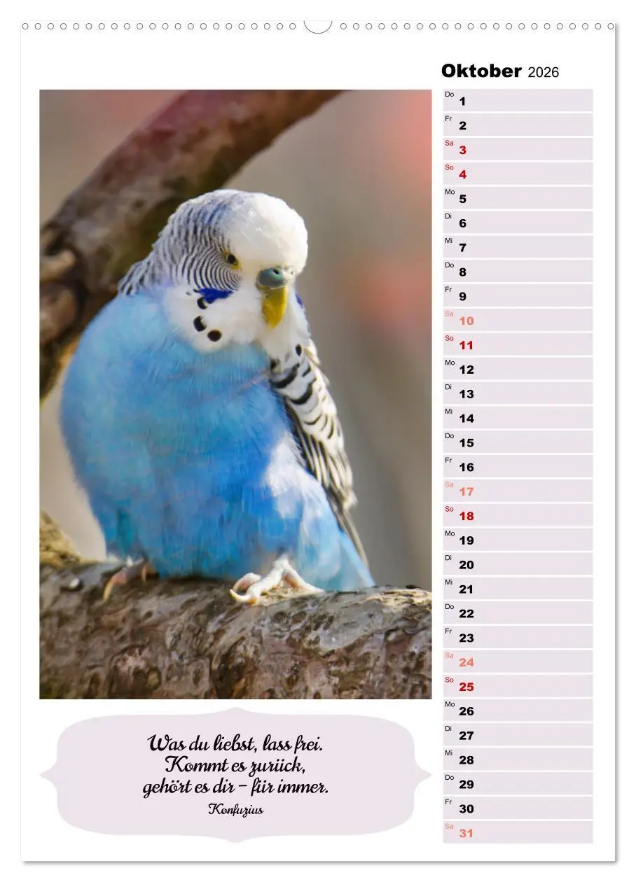 Bild: 9783516334166 | Niedliche Wellensittiche (hochwertiger Premium Wandkalender 2026...