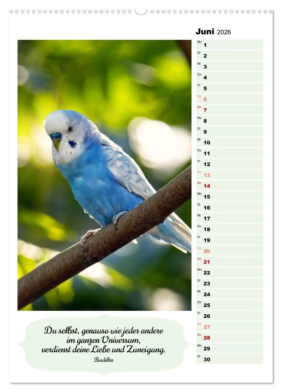 Bild: 9783516334166 | Niedliche Wellensittiche (hochwertiger Premium Wandkalender 2026...