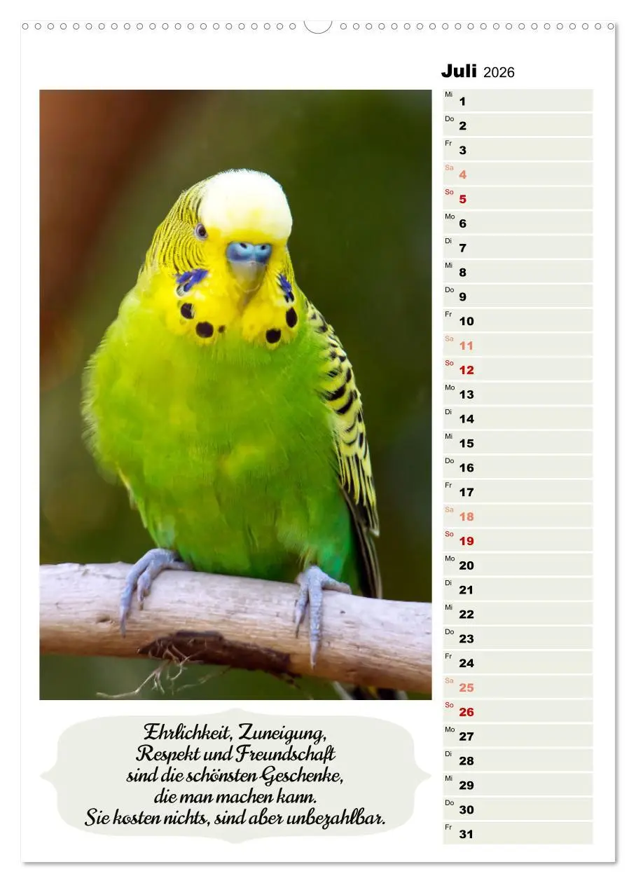 Bild: 9783516334166 | Niedliche Wellensittiche (hochwertiger Premium Wandkalender 2026...