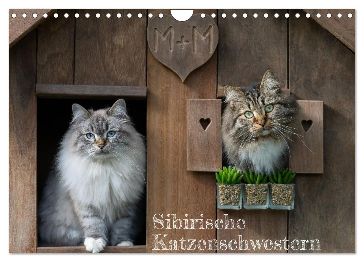 Cover: 9783457544266 | Maui und Molokai - Sibirische Katzenschwestern (Wandkalender 2026...