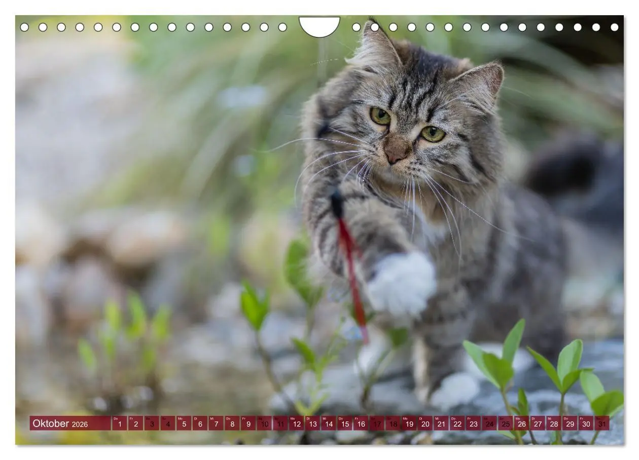 Bild: 9783457544266 | Maui und Molokai - Sibirische Katzenschwestern (Wandkalender 2026...