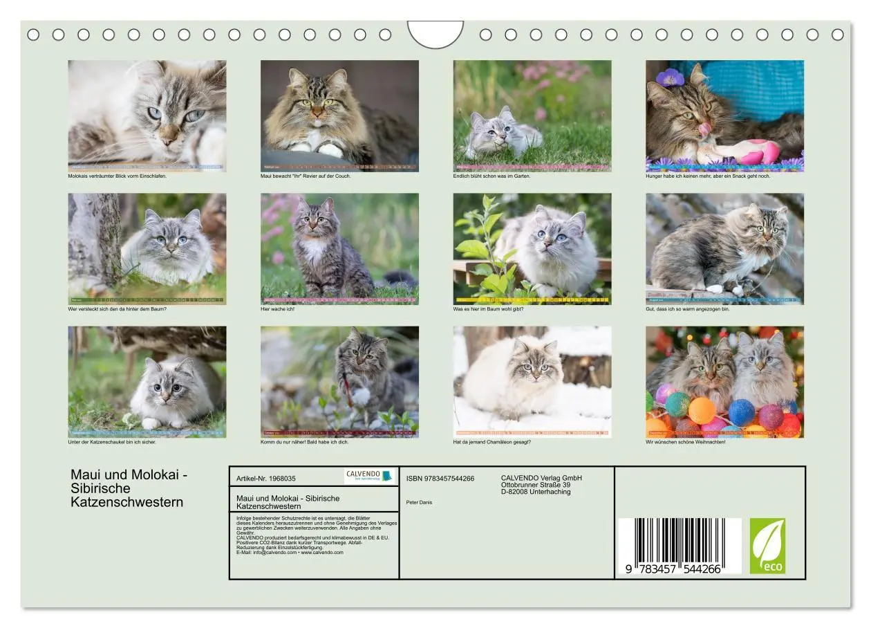 Bild: 9783457544266 | Maui und Molokai - Sibirische Katzenschwestern (Wandkalender 2026...