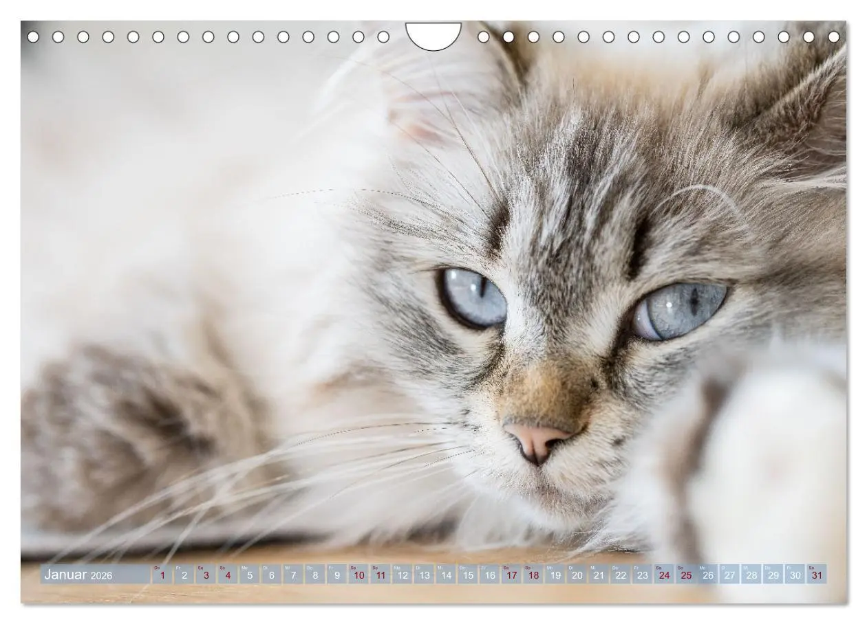 Bild: 9783457544266 | Maui und Molokai - Sibirische Katzenschwestern (Wandkalender 2026...