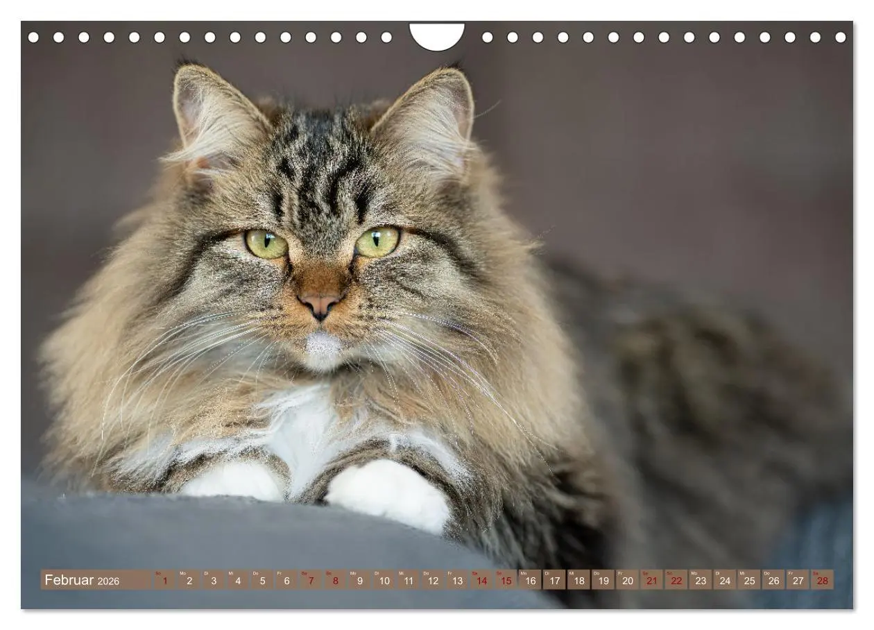 Bild: 9783457544266 | Maui und Molokai - Sibirische Katzenschwestern (Wandkalender 2026...
