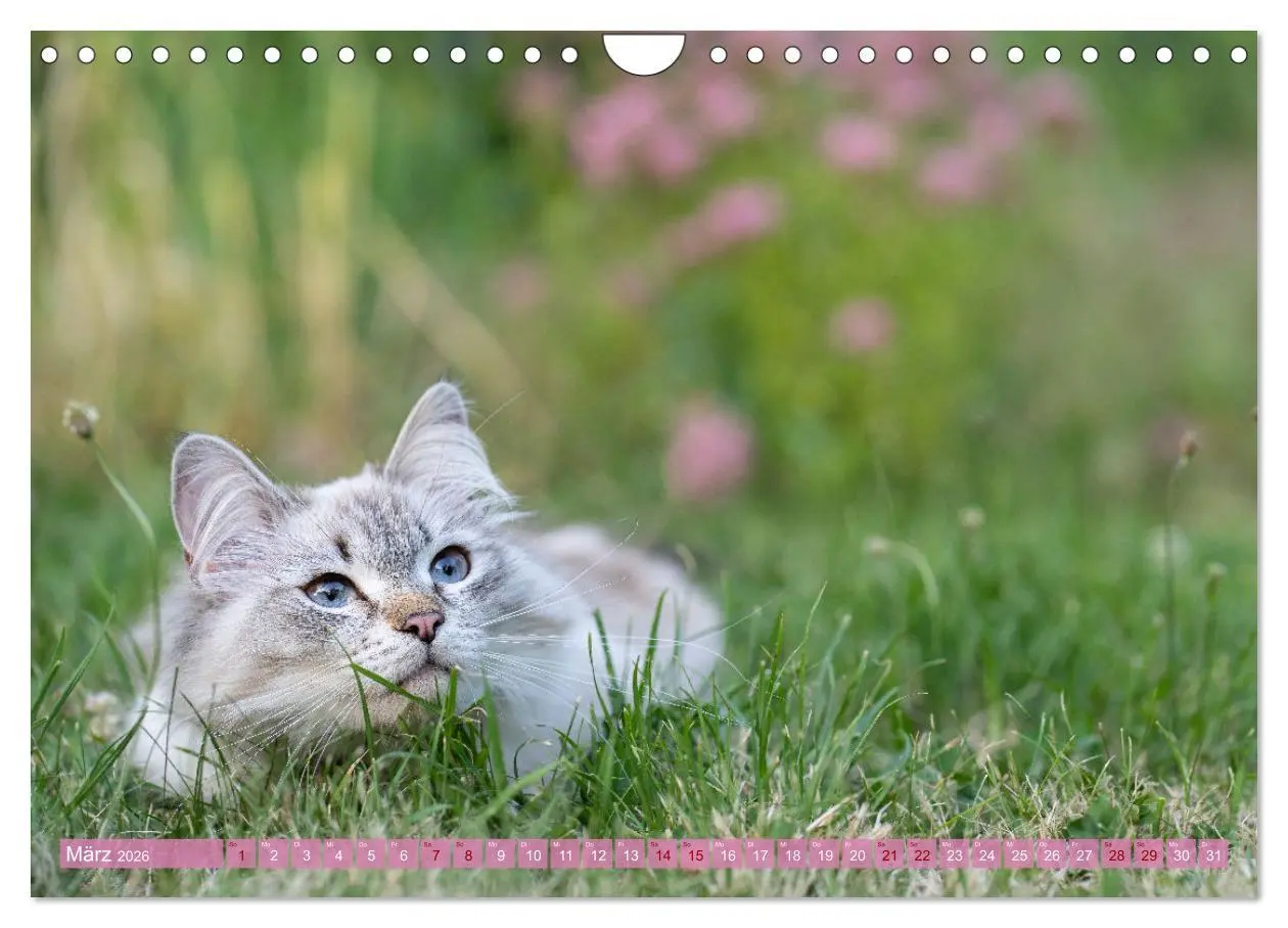 Bild: 9783457544266 | Maui und Molokai - Sibirische Katzenschwestern (Wandkalender 2026...