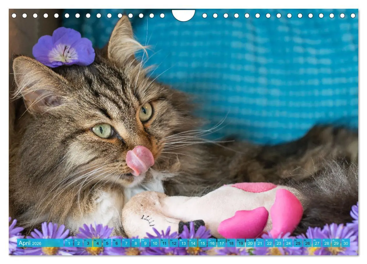 Bild: 9783457544266 | Maui und Molokai - Sibirische Katzenschwestern (Wandkalender 2026...