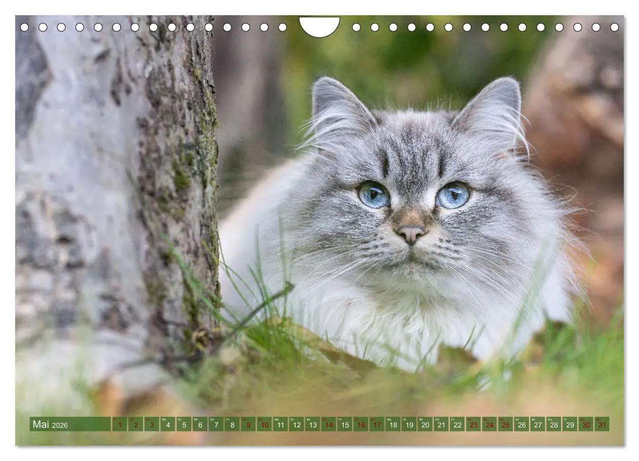 Bild: 9783457544266 | Maui und Molokai - Sibirische Katzenschwestern (Wandkalender 2026...