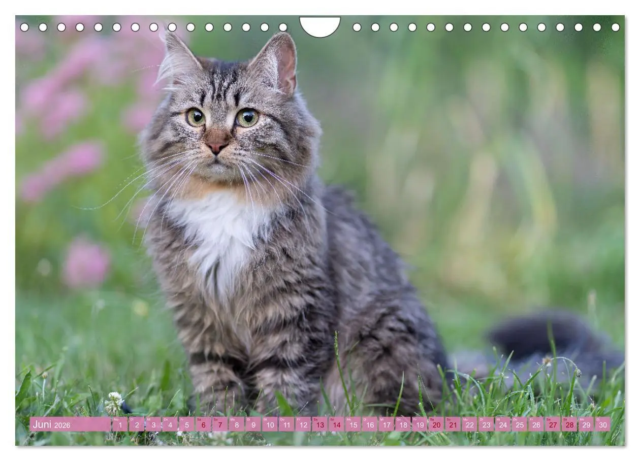 Bild: 9783457544266 | Maui und Molokai - Sibirische Katzenschwestern (Wandkalender 2026...
