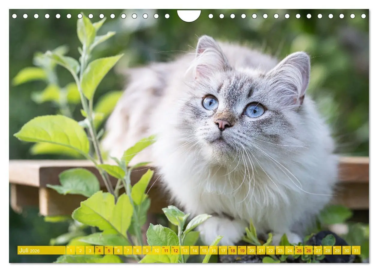 Bild: 9783457544266 | Maui und Molokai - Sibirische Katzenschwestern (Wandkalender 2026...