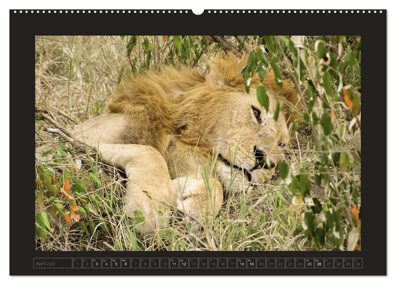 Bild: 9783516174366 | Kenia (hochwertiger Premium Wandkalender 2026 DIN A2 quer),...