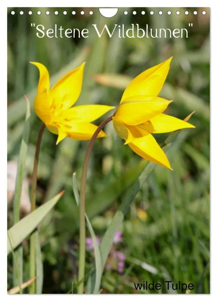 Cover: 9783457064566 | Seltene Wildblumen (Wandkalender 2025 DIN A4 hoch), CALVENDO...