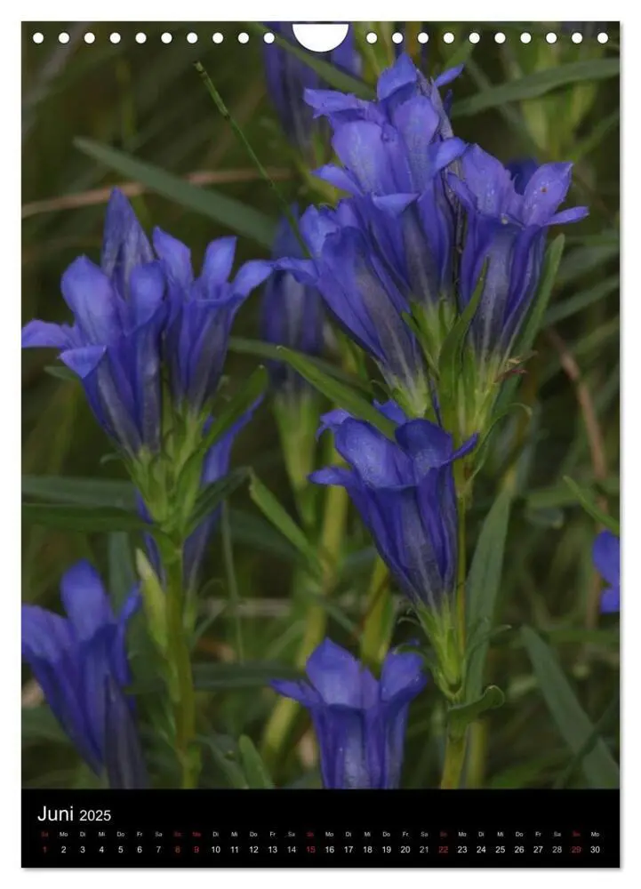 Bild: 9783457064566 | Seltene Wildblumen (Wandkalender 2025 DIN A4 hoch), CALVENDO...