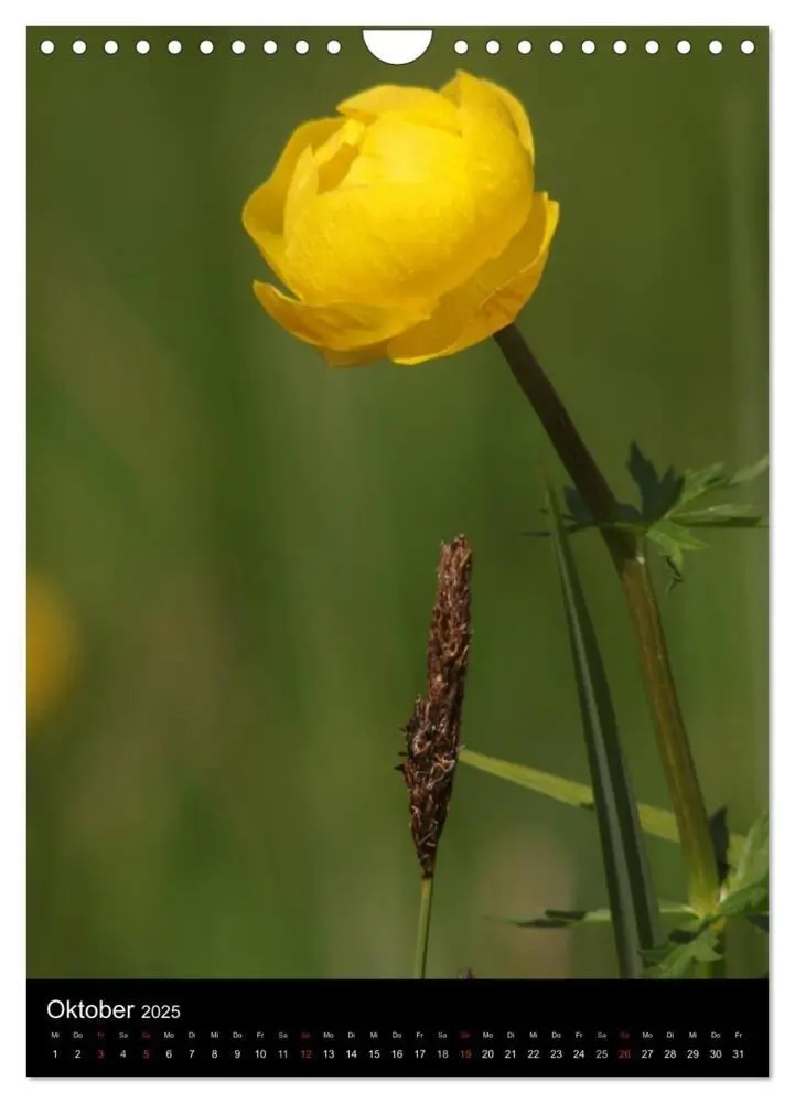 Bild: 9783457064566 | Seltene Wildblumen (Wandkalender 2025 DIN A4 hoch), CALVENDO...