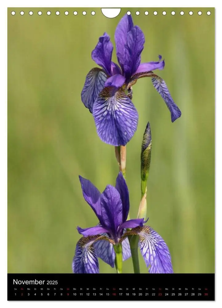 Bild: 9783457064566 | Seltene Wildblumen (Wandkalender 2025 DIN A4 hoch), CALVENDO...