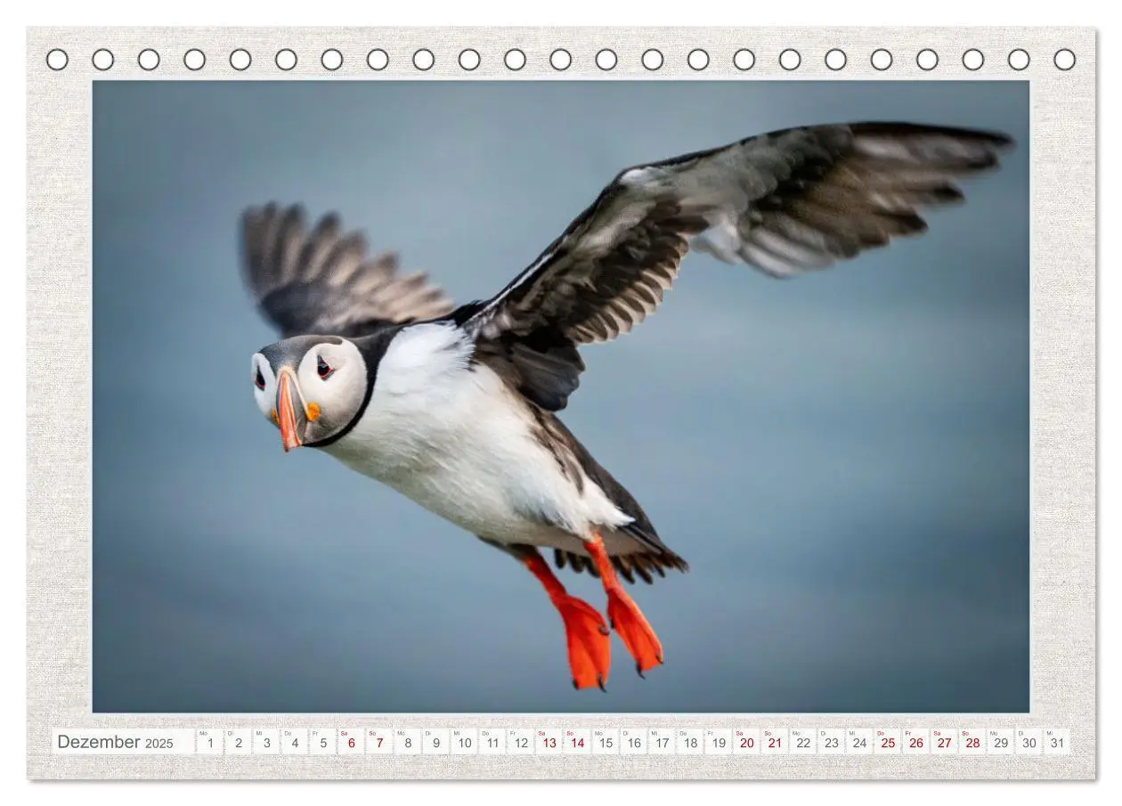 Bild: 9783383874666 | Die kleinen schönen (Tischkalender 2025 DIN A5 quer), CALVENDO...