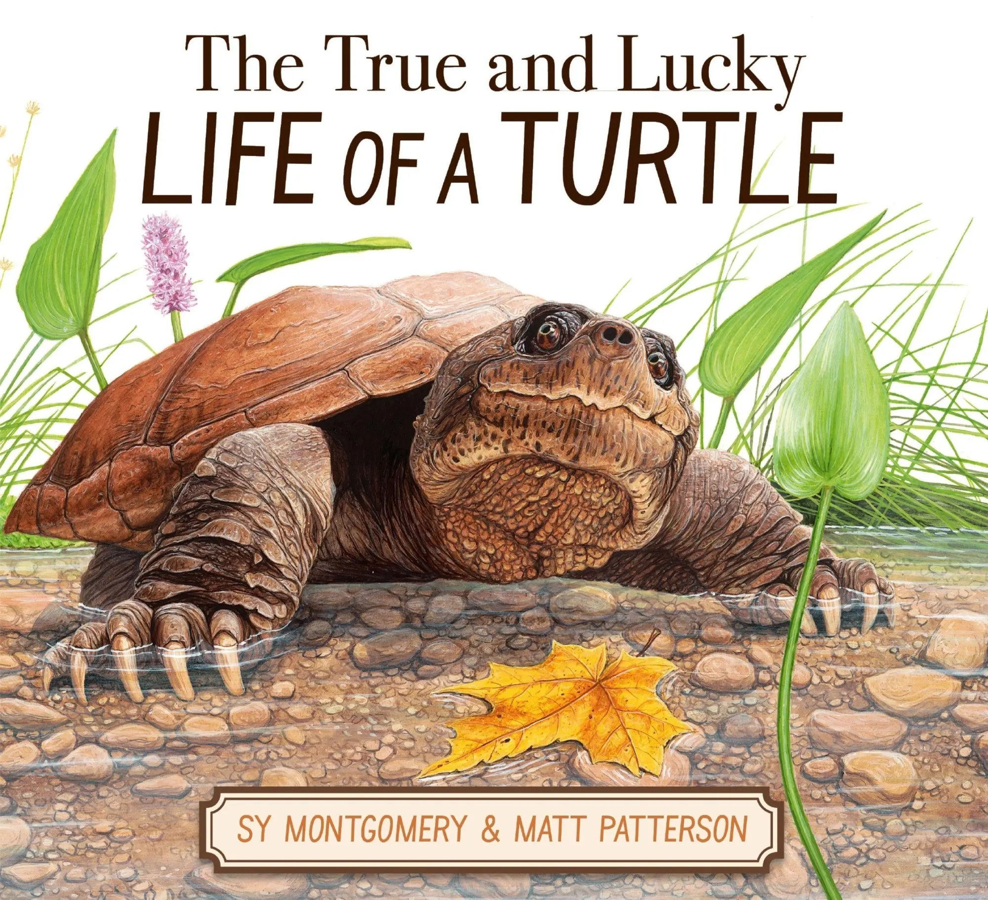 Cover: 9780063325166 | The True and Lucky Life of a Turtle | Sy Montgomery | Buch | Englisch
