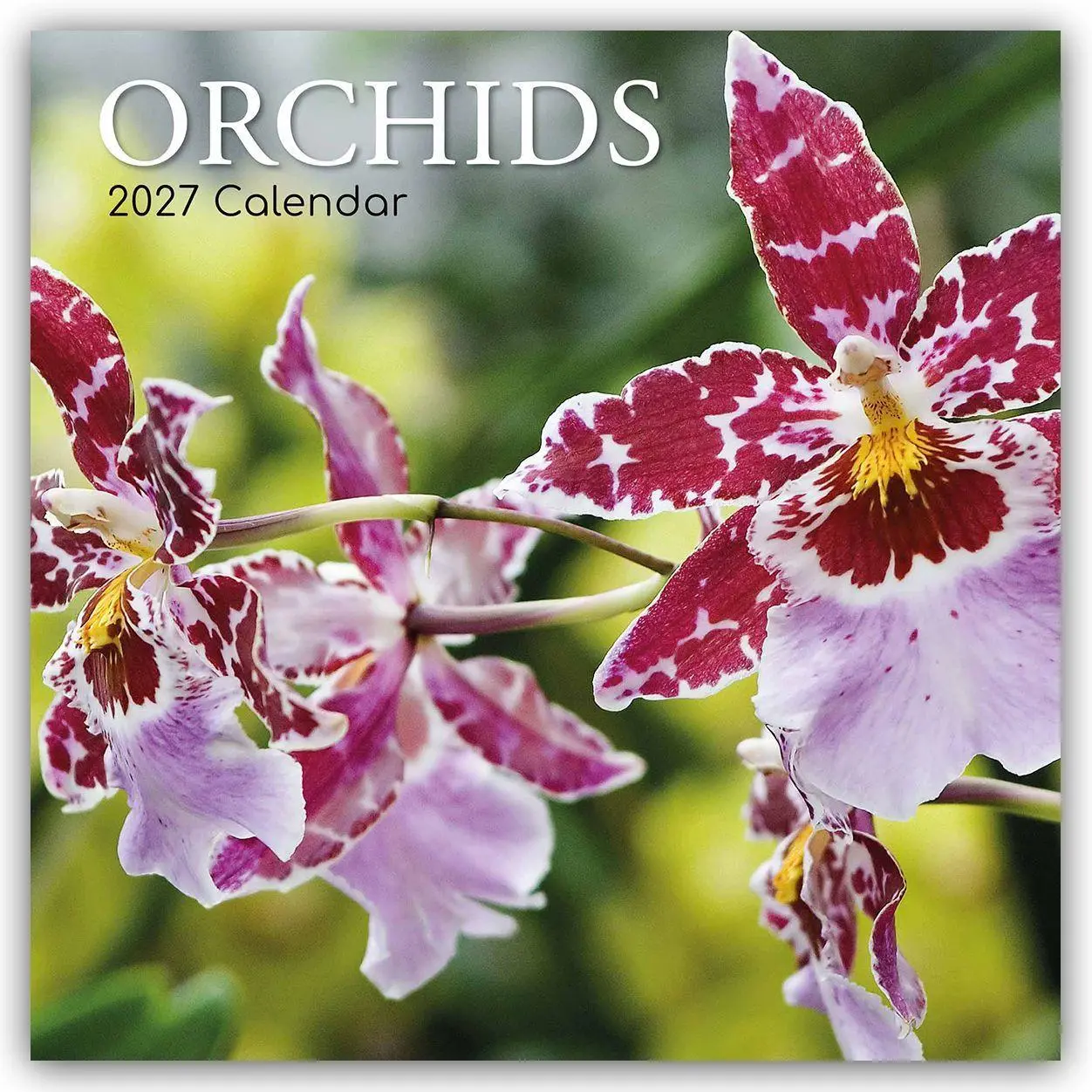 Cover: 9781805975366 | Orchids - Orchideen 2027 - 16-Monatskalender | Ltd | Kalender | 28 S.