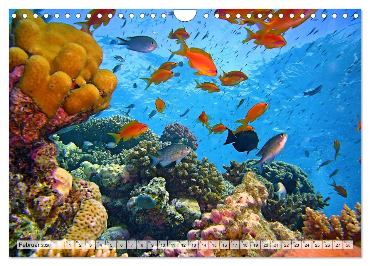 Bild: 9783457595466 | Abenteuer Riff - bunte Unterwasserwelt (Wandkalender 2026 DIN A4...
