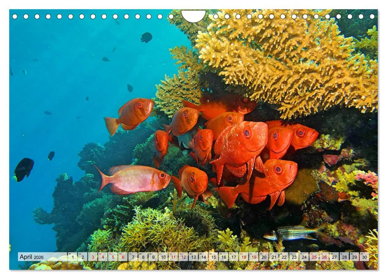 Bild: 9783457595466 | Abenteuer Riff - bunte Unterwasserwelt (Wandkalender 2026 DIN A4...