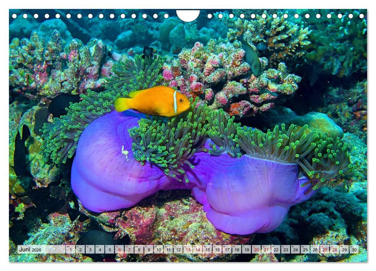 Bild: 9783457595466 | Abenteuer Riff - bunte Unterwasserwelt (Wandkalender 2026 DIN A4...
