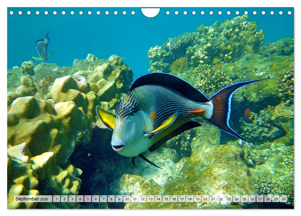 Bild: 9783457595466 | Abenteuer Riff - bunte Unterwasserwelt (Wandkalender 2026 DIN A4...