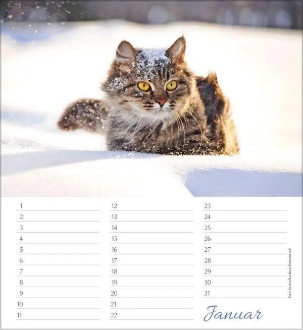 Bild: 9783819305566 | Geburtstagskalender Katzen | Immerwährender Planer | Verlag Korsch