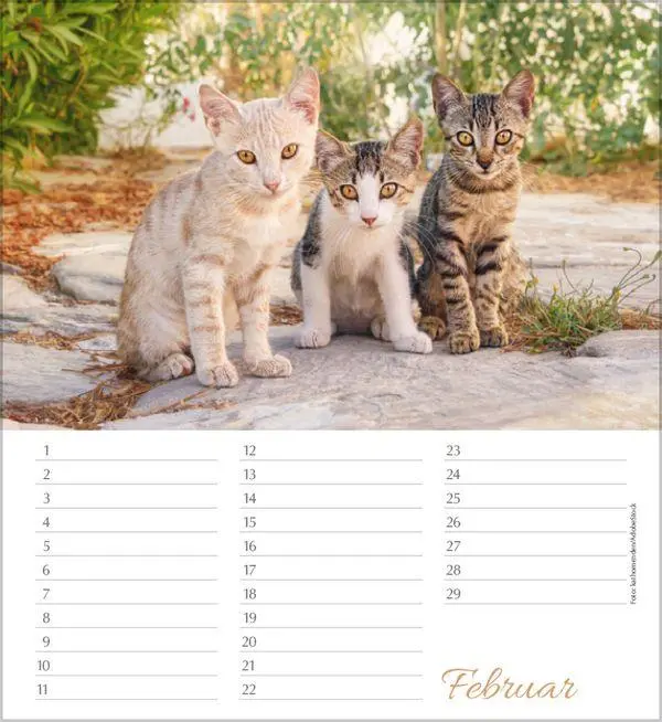 Bild: 9783819305566 | Geburtstagskalender Katzen | Immerwährender Planer | Verlag Korsch