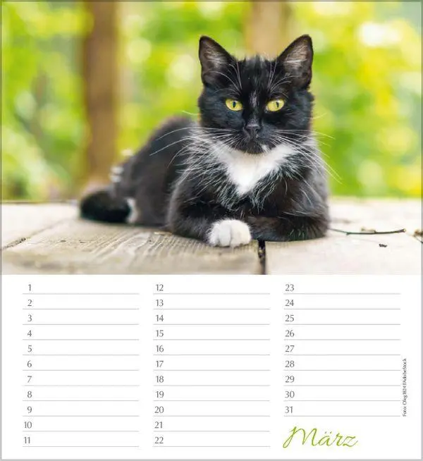 Bild: 9783819305566 | Geburtstagskalender Katzen | Immerwährender Planer | Verlag Korsch