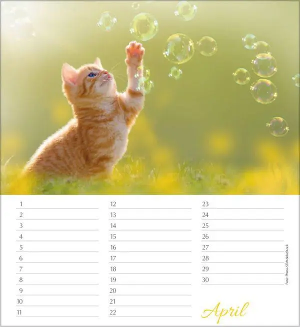 Bild: 9783819305566 | Geburtstagskalender Katzen | Immerwährender Planer | Verlag Korsch