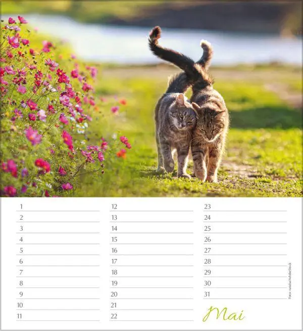 Bild: 9783819305566 | Geburtstagskalender Katzen | Immerwährender Planer | Verlag Korsch