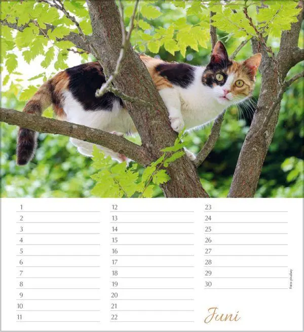 Bild: 9783819305566 | Geburtstagskalender Katzen | Immerwährender Planer | Verlag Korsch