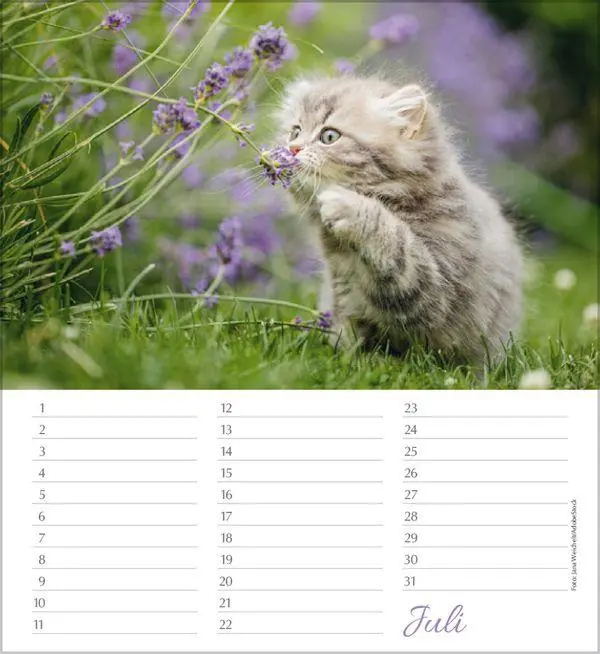 Bild: 9783819305566 | Geburtstagskalender Katzen | Immerwährender Planer | Verlag Korsch