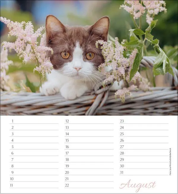 Bild: 9783819305566 | Geburtstagskalender Katzen | Immerwährender Planer | Verlag Korsch