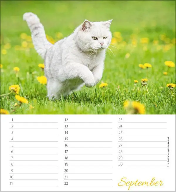 Bild: 9783819305566 | Geburtstagskalender Katzen | Immerwährender Planer | Verlag Korsch
