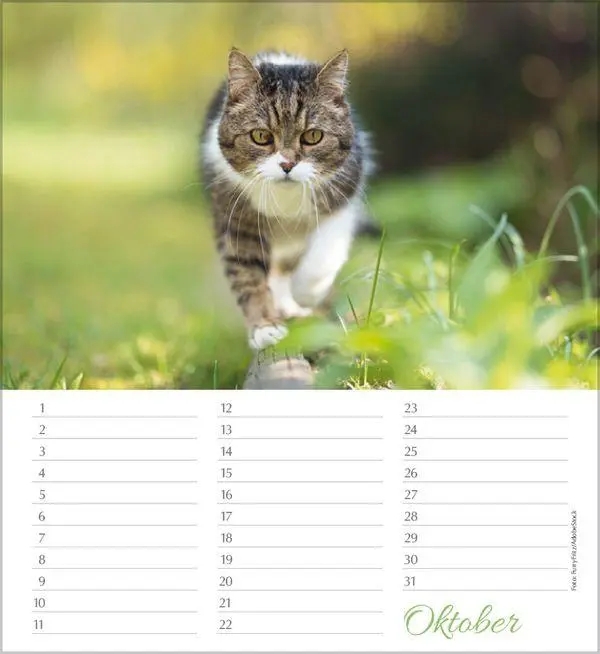 Bild: 9783819305566 | Geburtstagskalender Katzen | Immerwährender Planer | Verlag Korsch
