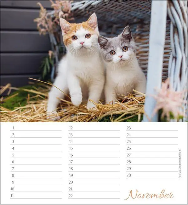 Bild: 9783819305566 | Geburtstagskalender Katzen | Immerwährender Planer | Verlag Korsch