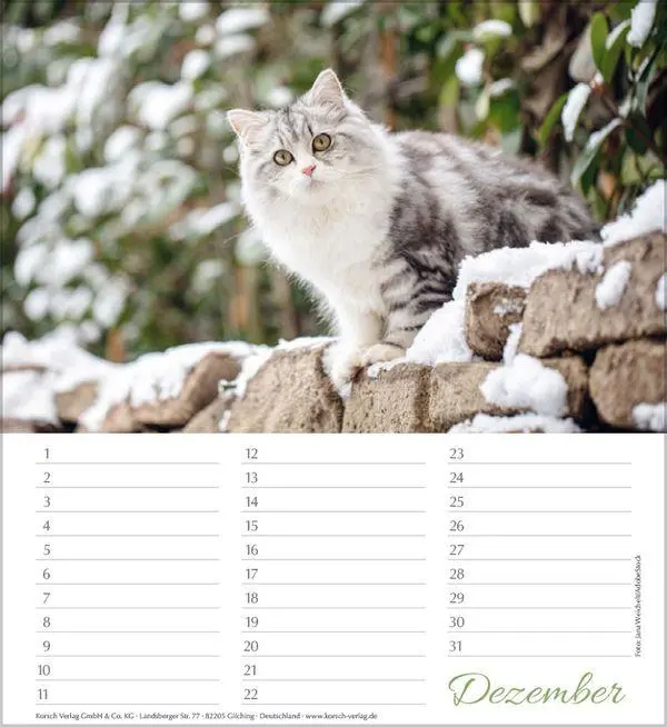 Bild: 9783819305566 | Geburtstagskalender Katzen | Immerwährender Planer | Verlag Korsch