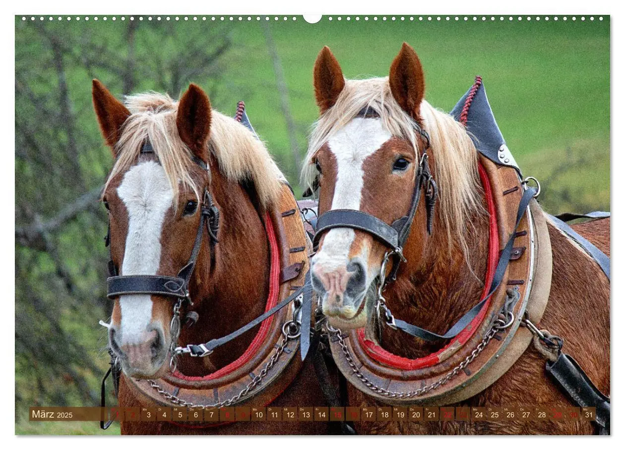 Bild: 9783435095766 | Zugpferde bei der Feldarbeit (Wandkalender 2025 DIN A2 quer),...