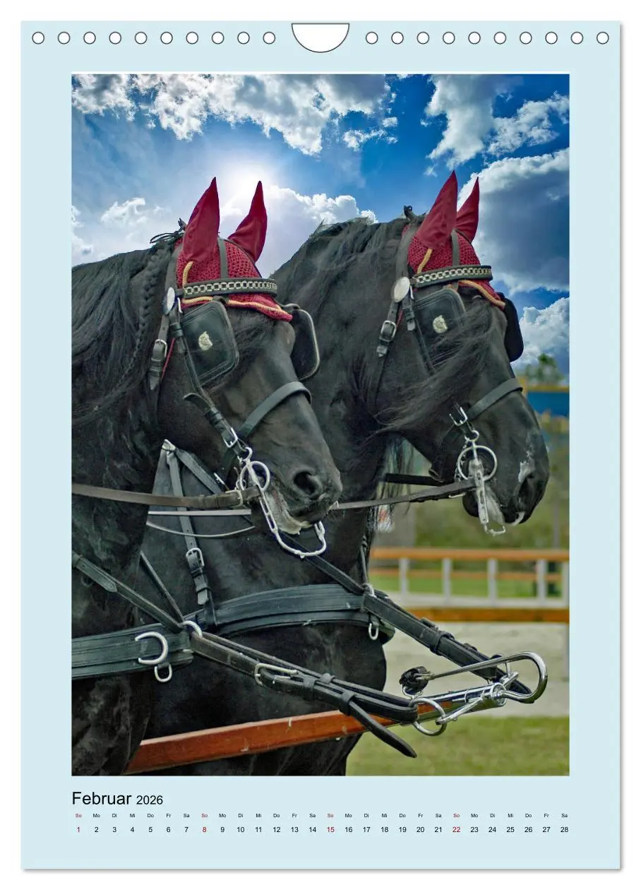 Bild: 9783516345766 | Kutschpferde im Portait (Wandkalender 2026 DIN A4 hoch), CALVENDO...