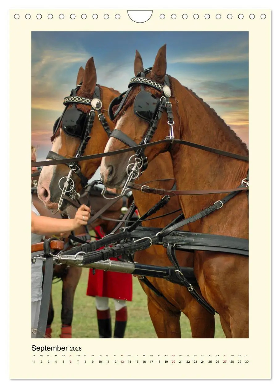 Bild: 9783516345766 | Kutschpferde im Portait (Wandkalender 2026 DIN A4 hoch), CALVENDO...