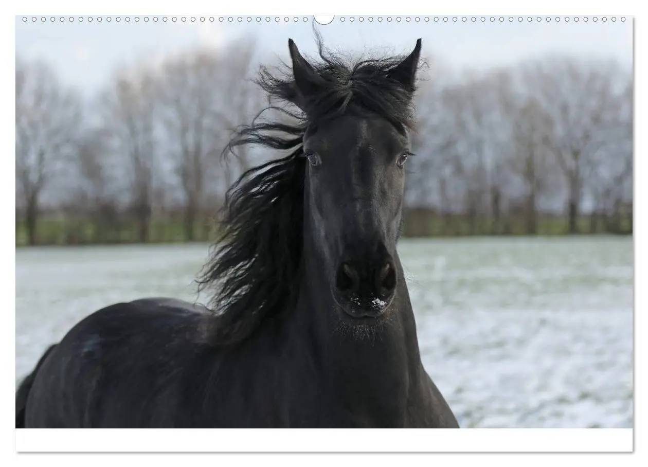Bild: 9783435535866 | Friesen - Schönheit, Kraft und Eleganz (hochwertiger Premium...