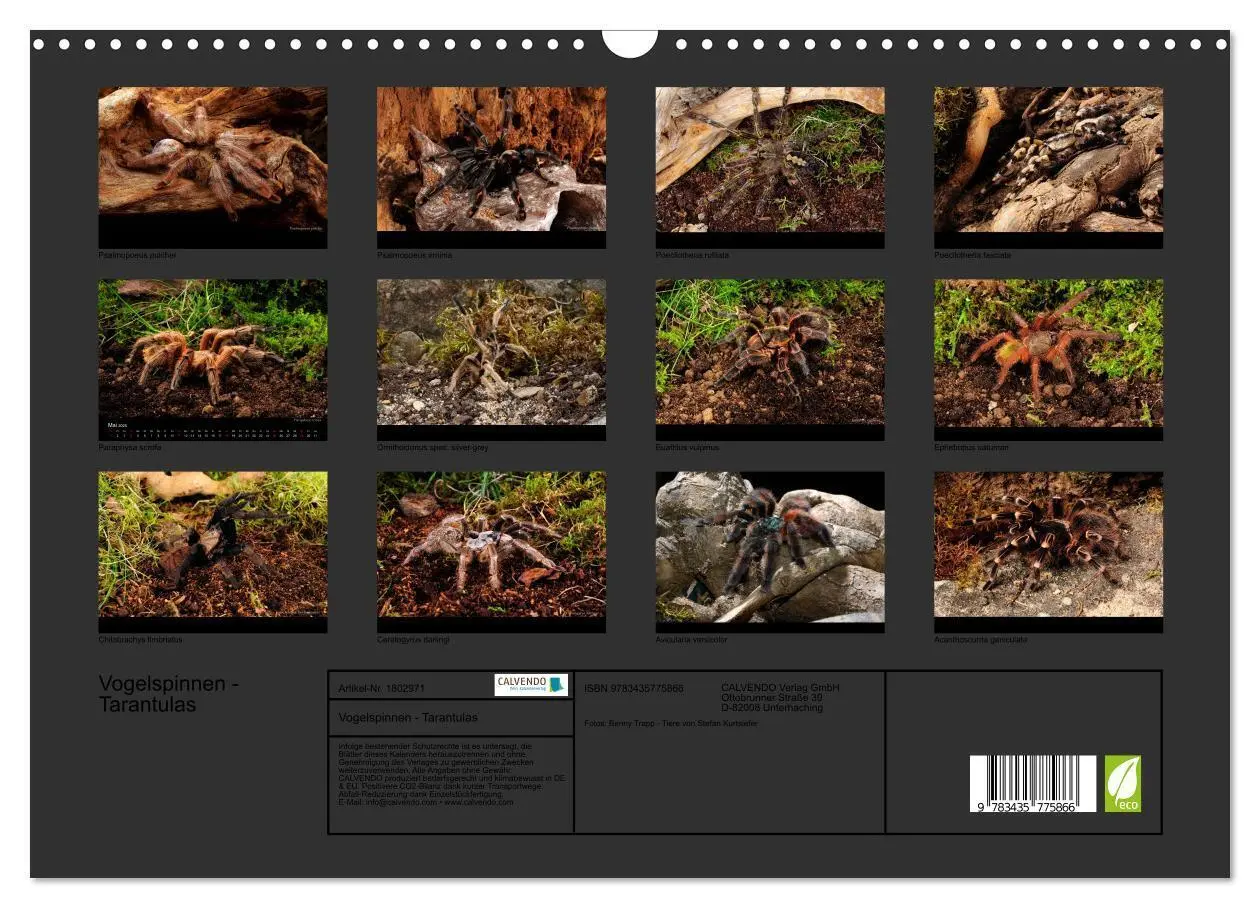 Bild: 9783435775866 | Vogelspinnen - Tarantulas (Wandkalender 2025 DIN A3 quer), CALVENDO...