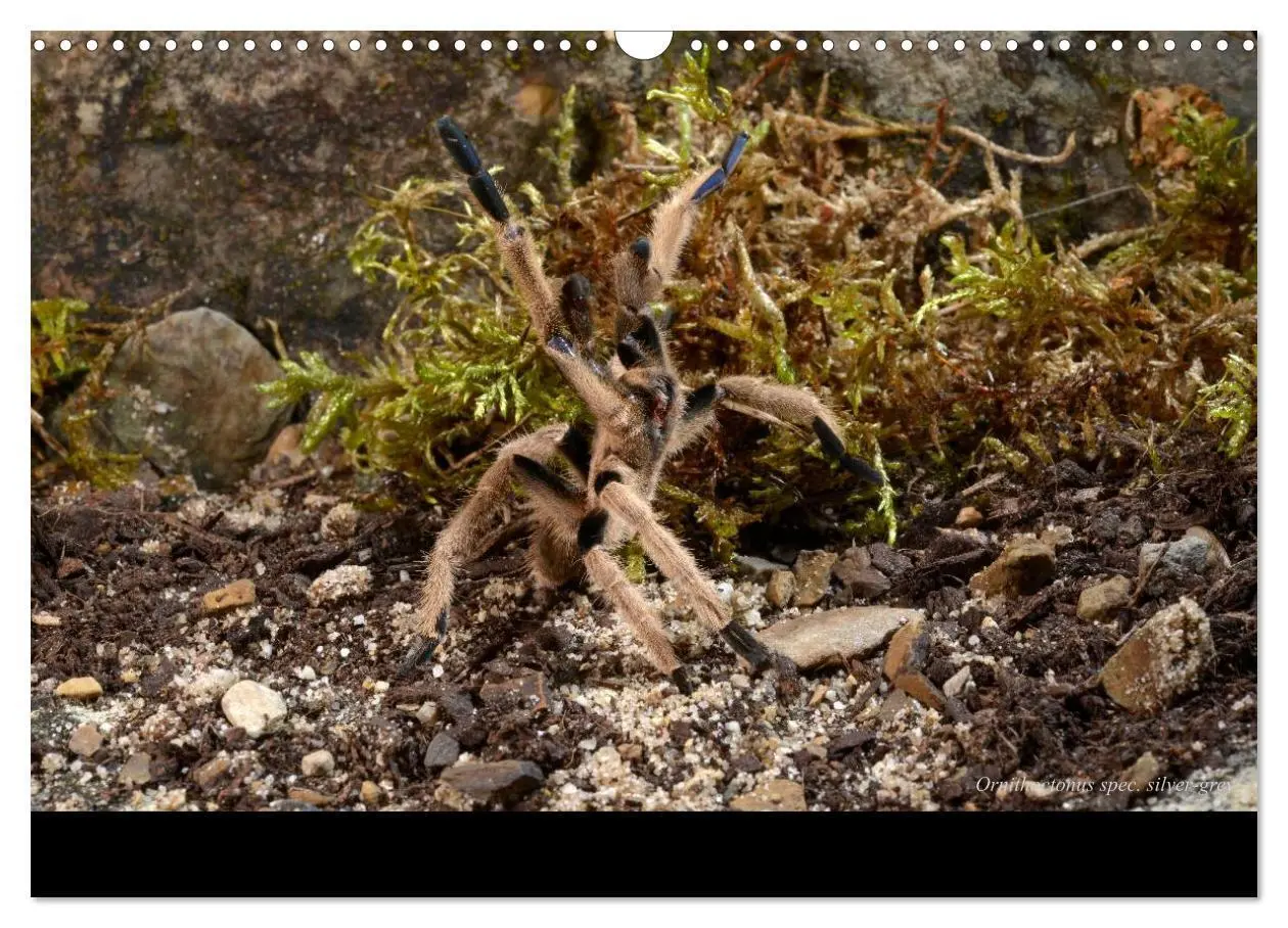 Bild: 9783435775866 | Vogelspinnen - Tarantulas (Wandkalender 2025 DIN A3 quer), CALVENDO...