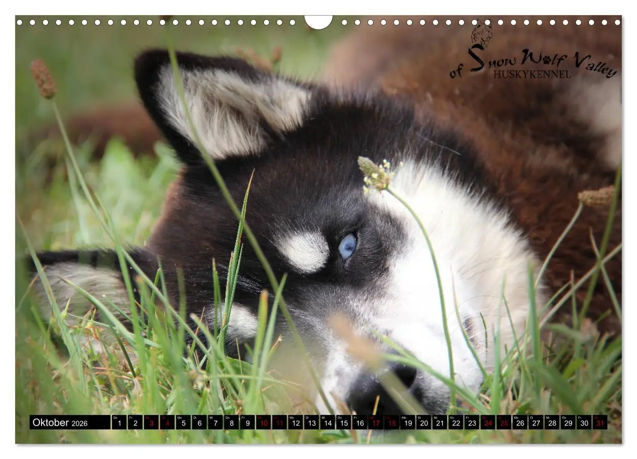 Bild: 9783457935866 | Faszination Husky (Wandkalender 2026 DIN A3 quer), CALVENDO...
